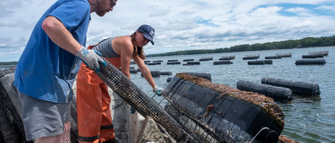 Two workers in safety gear handling cylindrical mesh cages at a waterside aquaculture facility, with rows of floating net pens visible in the water behind them under a cloudy sky