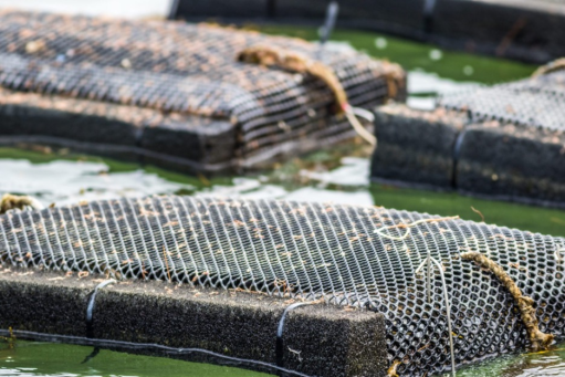 Close-up on a sea harvesting cage