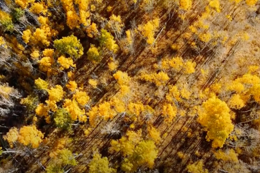 Ariel view of a forest with yellow fall trees