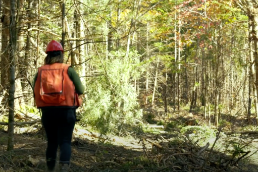 A forestry worker walking through the trees