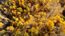 Ariel view of a forest with yellow fall trees