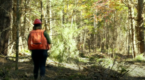 A forestry worker walking through the trees